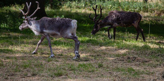 Animals behind a fence